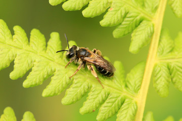 Wildbiene
