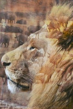 lion and buffelo