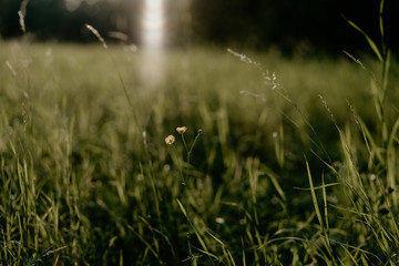 Obraz na płótnie Canvas green grass on sunset background, selective focus