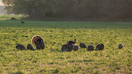Wild Turkeys in Field 