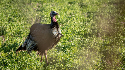 Walking Wild Turkey in Field