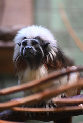 portrait of an emperor tamarin