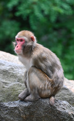 a monkey rests on a rock