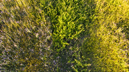 Natural aerial abstract surface background top view of uncultivated meadow with colorful flowers, foliage plants and shrubs