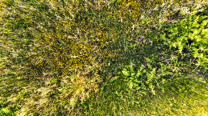 Natural aerial abstract surface background top view of uncultivated meadow with colorful flowers,...