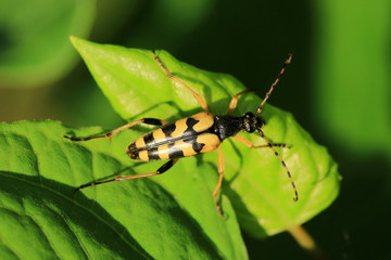 Gefleckter Schmalbock