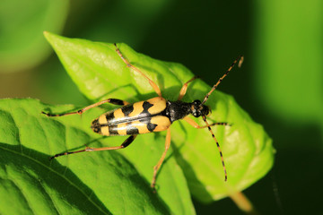 Gefleckter Schmalbock