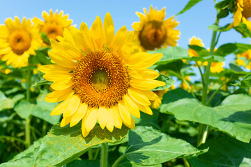 Fototapeta premium sunflower_2621