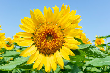 Fototapeta premium sunflower_2627