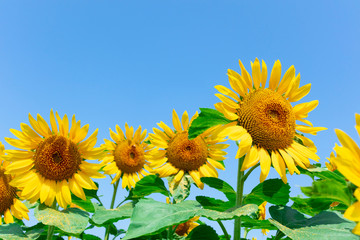 sunflower_2630