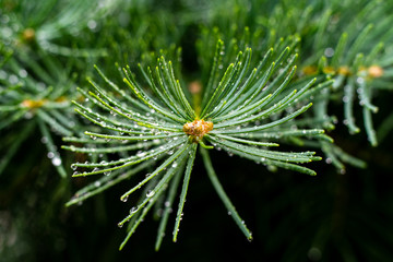 Naklejka na ściany i meble Pine branch close up. Drops of rain on pine needles. Pine freshness. Green Planet.