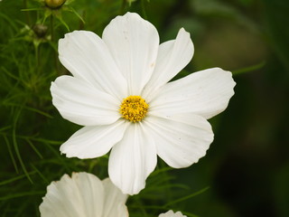 White flower - 284542118