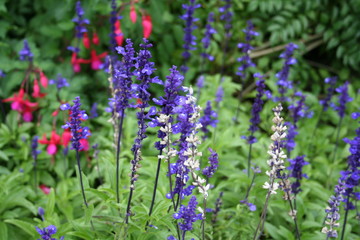 Wild flowers in Avila Caracas Venezuela