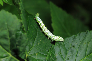 Silbergraue Nessel-Höckereule