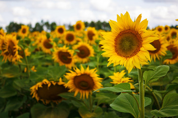 sunflower field of sunflowers