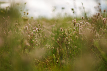 Fototapeta premium grass and flowers