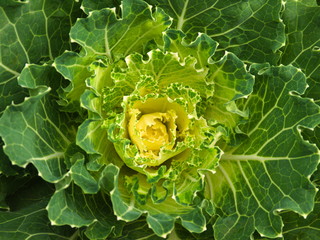 Cabbage - 284542187