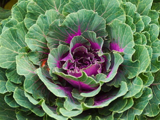Red Cabbage - 284542193