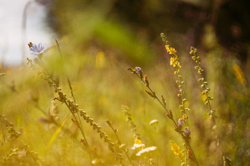 autumn leaves on grass