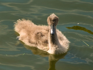 Young Swan - 284542305