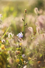 flowers in field