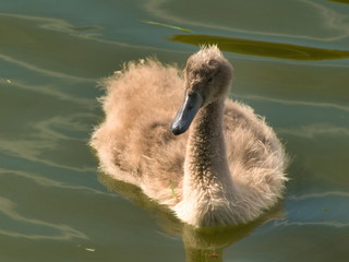 Young Swan - 284542324