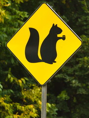 Squirrel Sign - 284542333