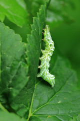 Silbergraue Nessel-Höckereule