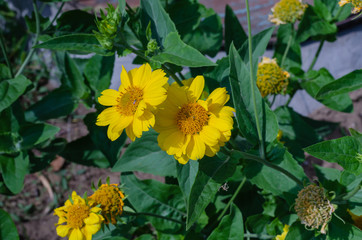 Yellow flowers Guizotia abyssinica (Guizotia abyssinica) on the lawn at the yacht club. View from above. Soft focus.