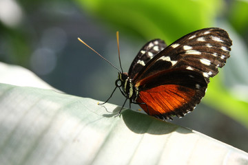 Fototapeta na wymiar Rot Schwarzer Schmetterling auf einem grünen Blatt im Sonnenlicht
