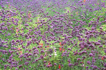 Fototapeta premium Verbena field nature background , colorful flowers purple blooming in garden outdoor wild 