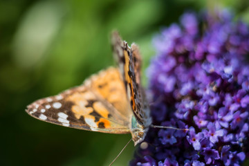 Distelfalter auf Sommerflieder