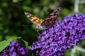 Distelfalter auf Sommerflieder