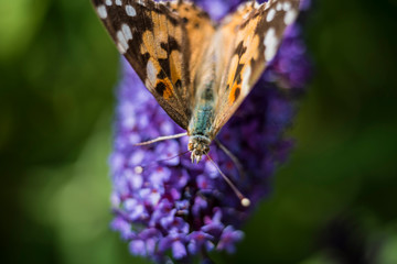 Distelfalter auf Sommerflieder