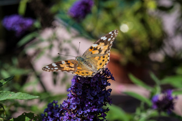 Distelfalter auf Sommerflieder