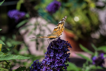 Distelfalter auf Sommerflieder