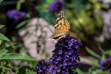 Distelfalter auf Sommerflieder