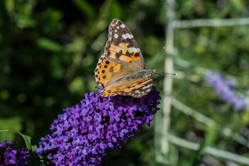 Distelfalter auf Sommerflieder