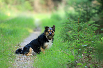 Terrier