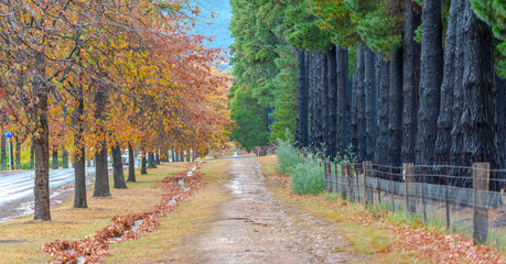 Autumn Trees Mount Macedon Victoria.