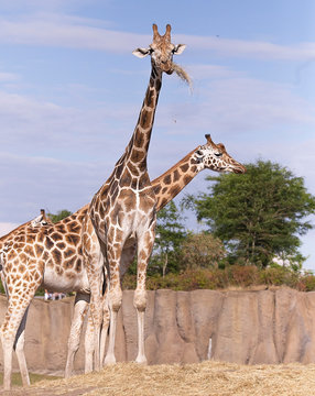 Giraf © Jentje