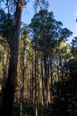 Tree Ferns in Foggy, Healesville, Victoria   