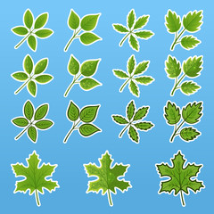 Fototapeta na wymiar Set of vector illustrations of complex green leaves in a flat style. Green leaf icons