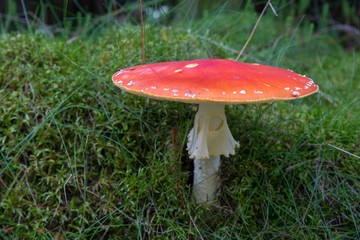 Fliegenpilz im Wald