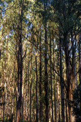 Tree Ferns in Foggy, Healesville, Victoria   