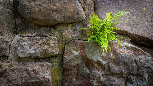 A determined bracken fern growing through a field stone wall
