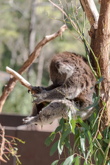 The Koala bear on the tree  