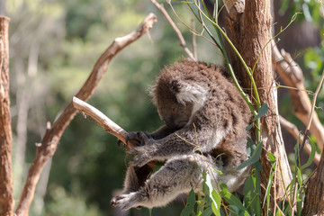 The Koala bear on the tree  