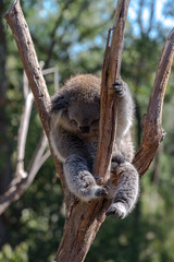 The Koala bear on the tree  