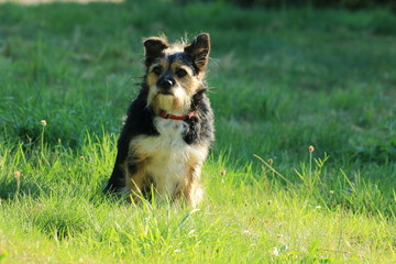 Terrier